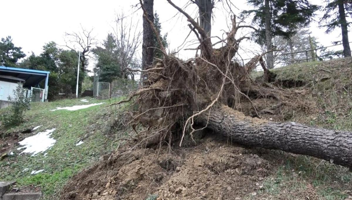 Kar ağa&ccedil;ları k&ouml;k&uuml;nden s&ouml;kt&uuml;