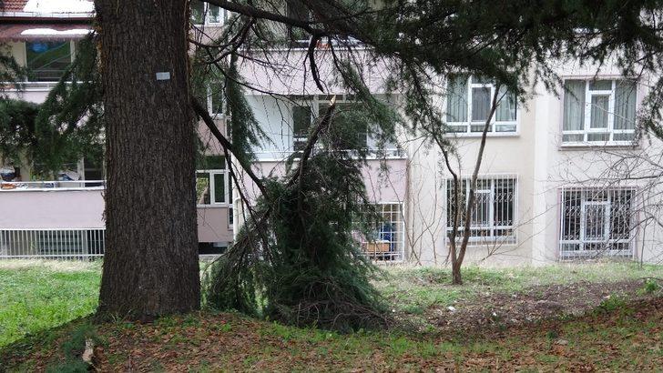 Kar ağaçları kökünden söktü G2