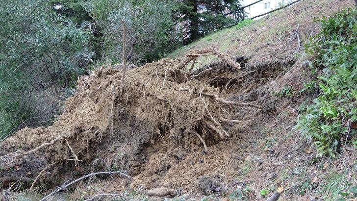Kar ağaçları kökünden söktü G4