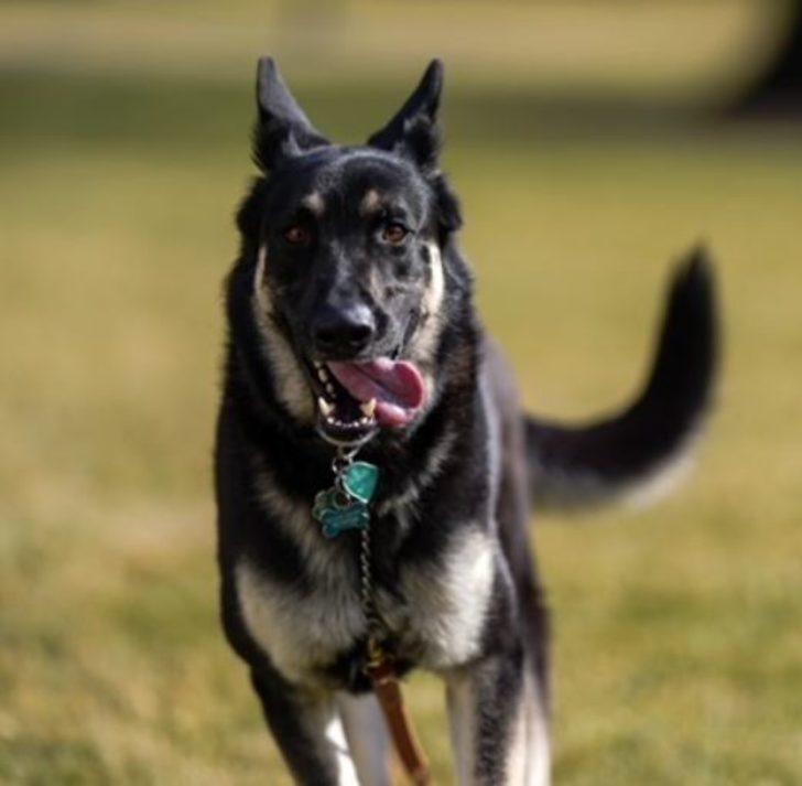 ABD Başkanı Joe Biden sahiplendiği iki köpeği Beyaz Saray’a taşıdı G4