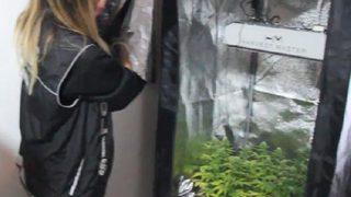 Hint keneviri yetiştirmek için kıyafet dolabına ve odalara özel düzenek kurmuşlar