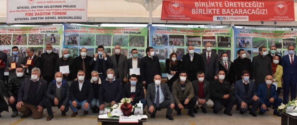 Milas&rsquo;ta 300 bin ada &ccedil;ayı fidesi dağıtıldı