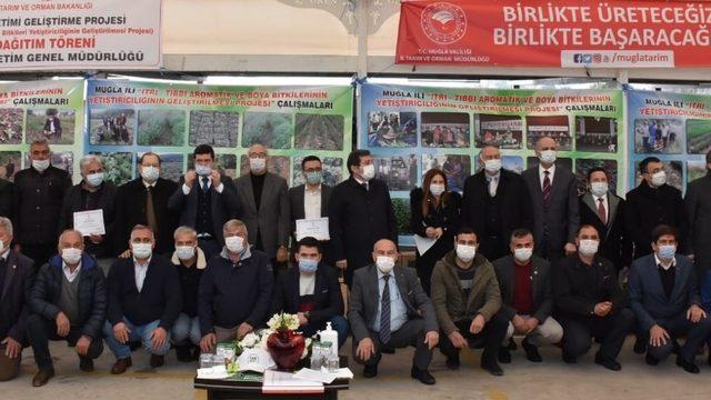 Milas’ta 300 bin ada çayı fidesi dağıtıldı