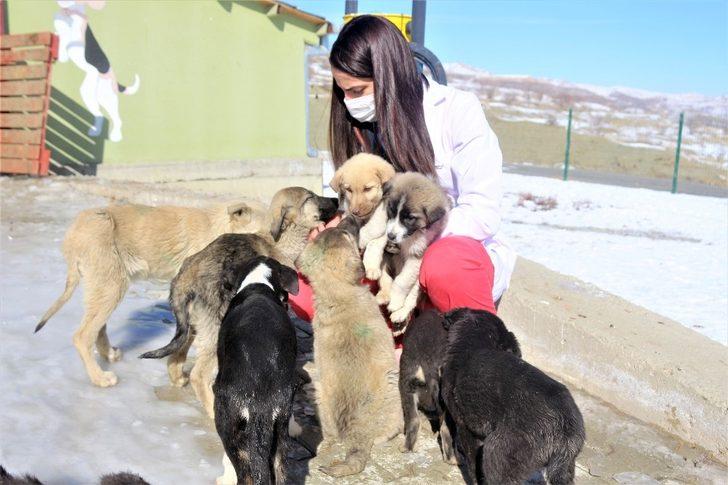(Özel) Evcil hayvan sahiplendirme oranında rekor G1