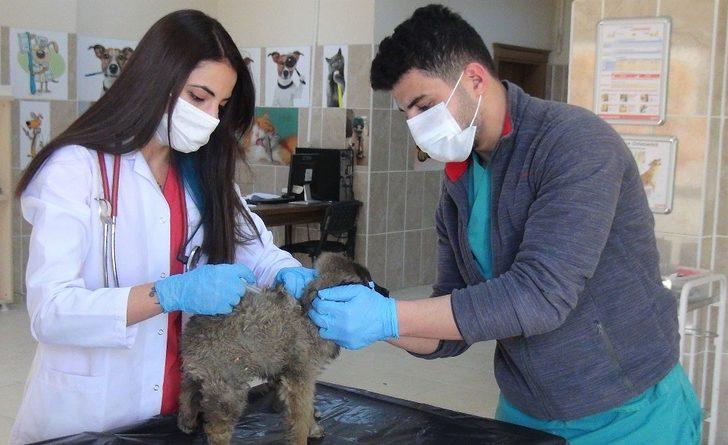 (Özel) Evcil hayvan sahiplendirme oranında rekor G2