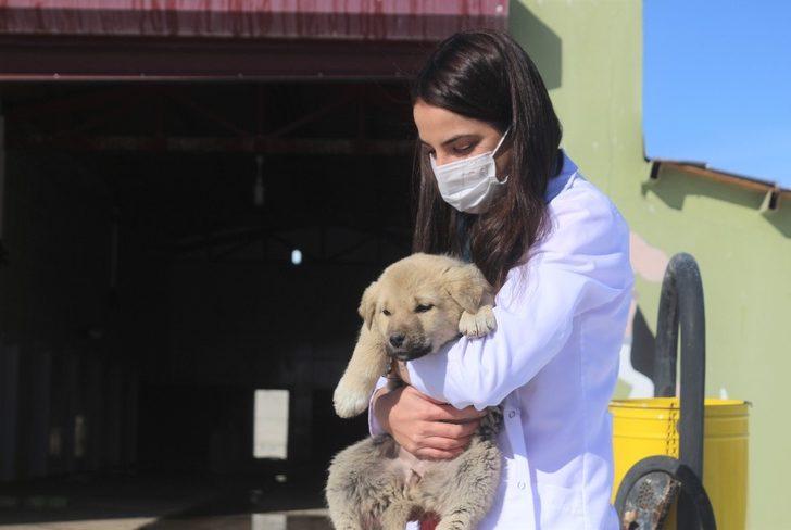 (Özel) Evcil hayvan sahiplendirme oranında rekor G3