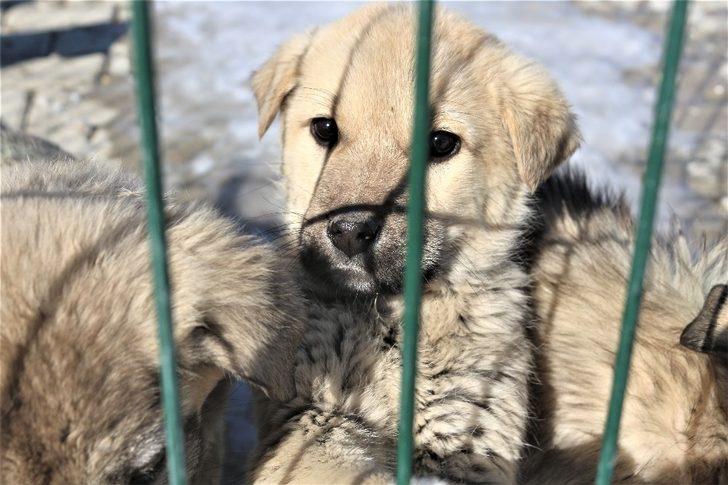 (Özel) Evcil hayvan sahiplendirme oranında rekor G5