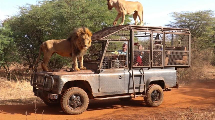 Aslanları yakından görebilmek için 'kafese' giriyorlar