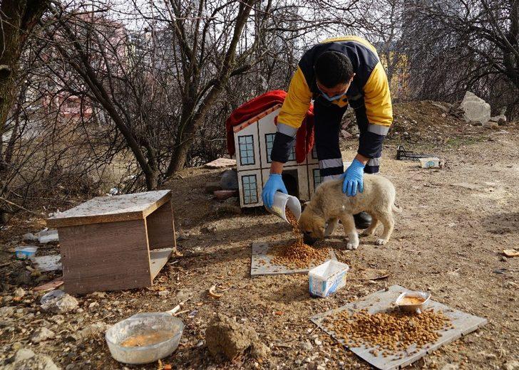 Kastamonu’da sokak hayvanları için 14 ton mama harcandı G1