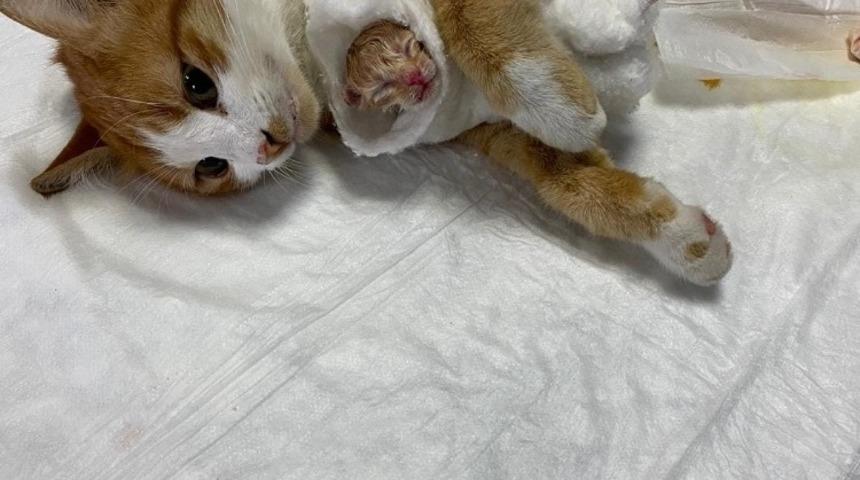 Esenyurt&rsquo;ta doğum yapmakta g&uuml;&ccedil;l&uuml;k &ccedil;eken sokak kedisinin yardımına ekipler koştu