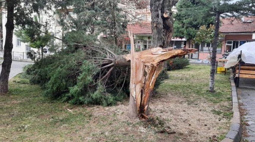 Buldan’da ağaçlar şiddetli rüzgara dayanamadı