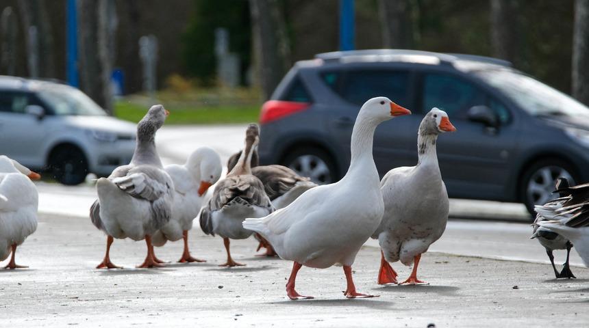 Fransa'da 2 milyona yakın ördek kuş gribi nedeniyle itlaf edildi