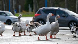 Fransa'da 2 milyona yakın ördek kuş gribi nedeniyle itlaf edildi