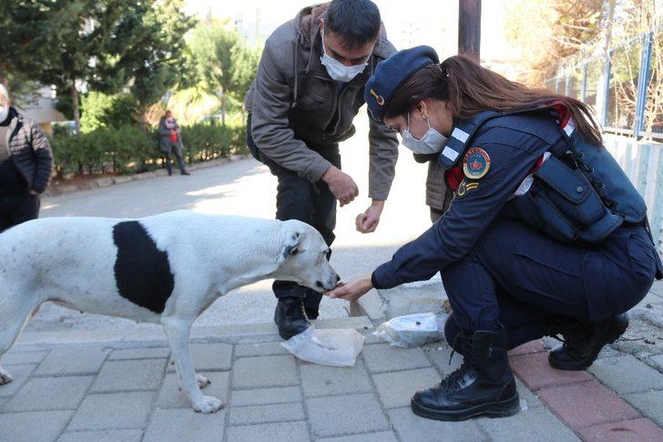 Kozan’da sokak hayvanlarına su ve mama desteği G4