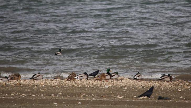 Elazığ’da yaban hayatı için yem desteği sürüyor G3