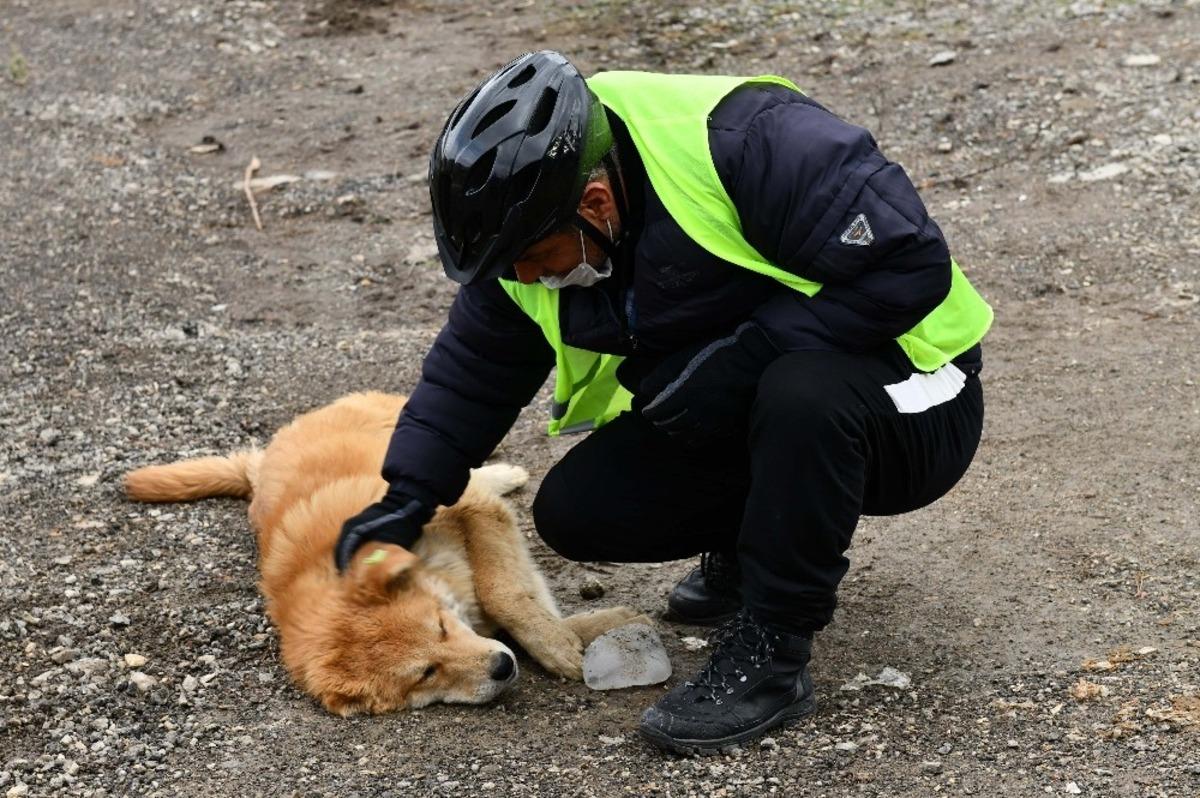 Ankara B&uuml;y&uuml;kşehir Belediyesi sokak hayvanlarını unutmadı