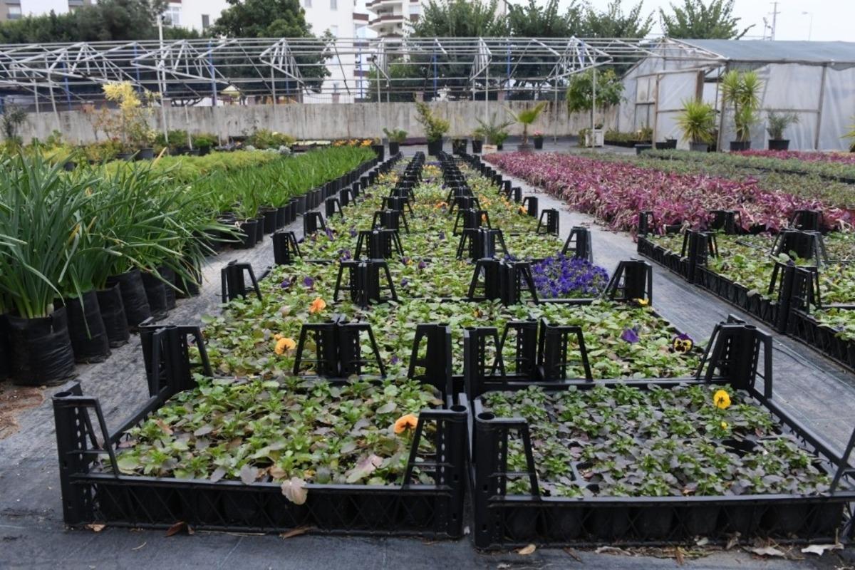 Yenişehir Belediyesi fidanlığı &uuml;retiyor kent yeşilleniyor