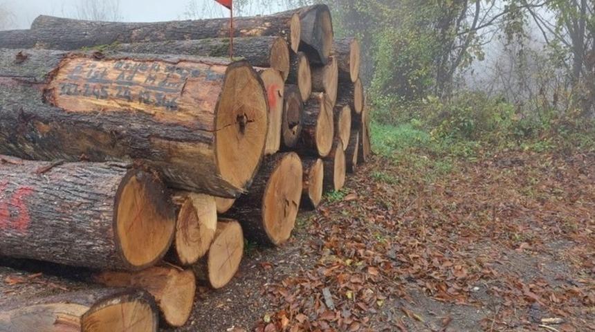 Meşe tomruklar rekor fiyata satıldı