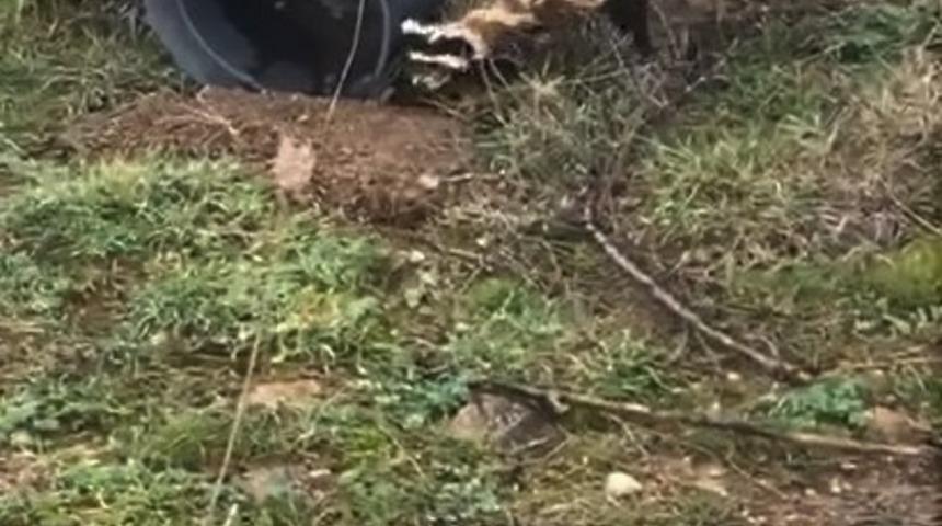 Yer: Kütahya! Nesli tehlikede olan 'Alaca Sansar' görüntülendi