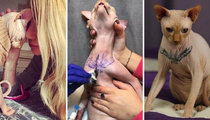 Instagram fenomeni kedisine dövme yaptırdı