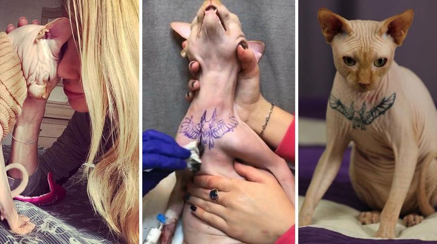 Instagram fenomeni kedisine d&ouml;vme yaptırdı