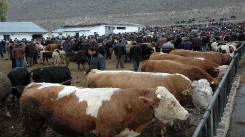 Kurbanlık Fiyatları  