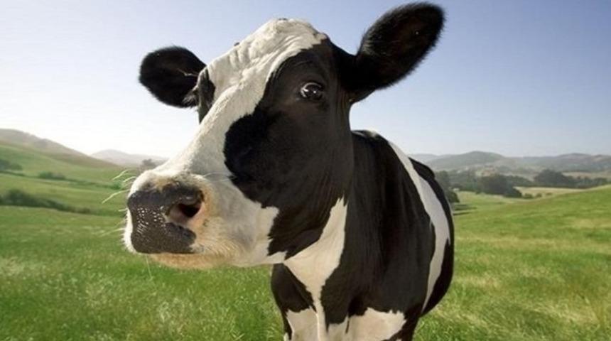 Kurbanlık fiyatları belli oldu! Büyükbaş kurbanlık ne kadar?