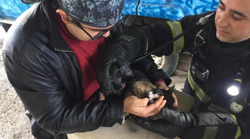 Yangında boğulmak &uuml;zere olan kedi oksijenle hayata d&ouml;nd&uuml;