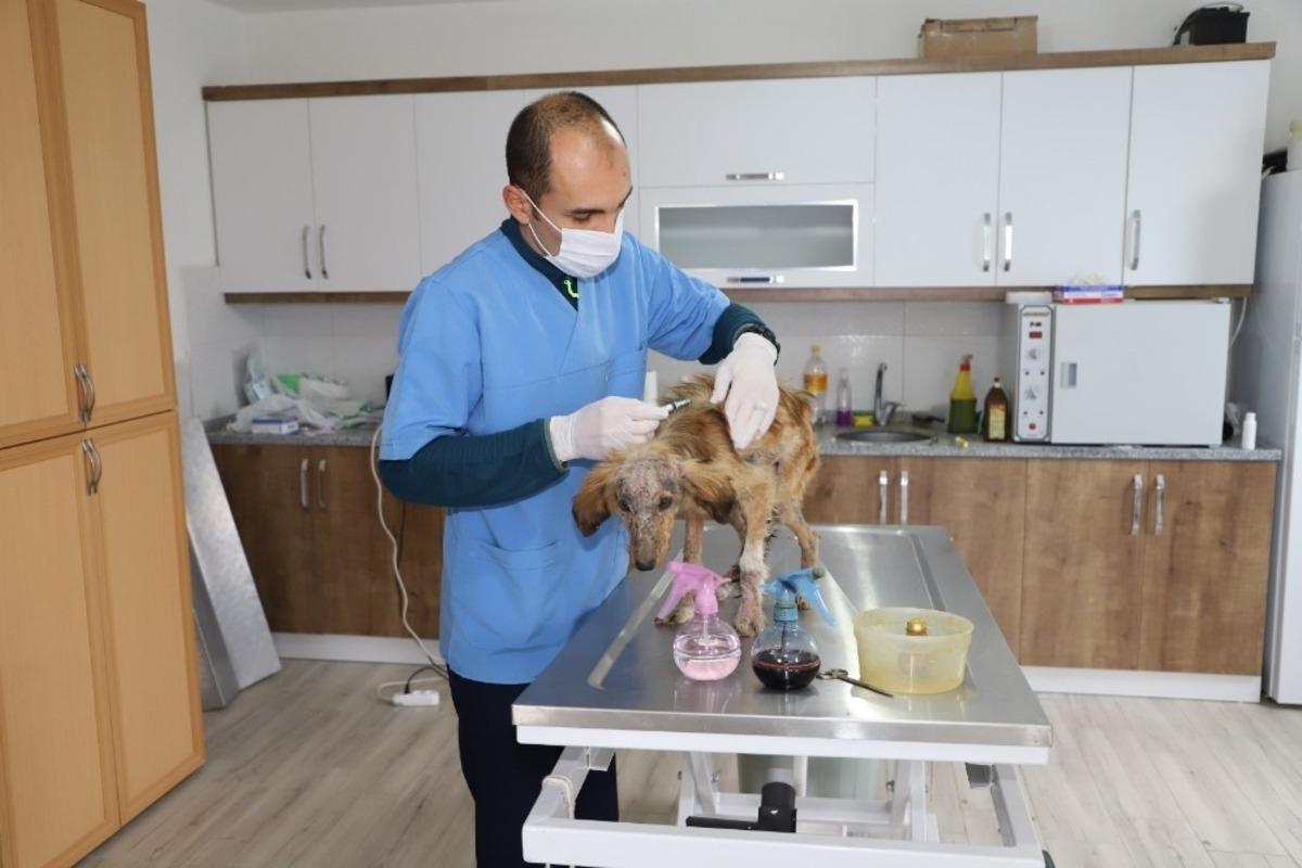 Seydikemer Belediyesi hasta k&ouml;peğe sahip &ccedil;ıktı