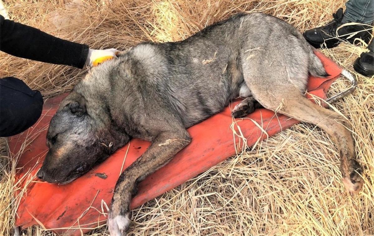 Av t&uuml;feğiyle vurulan k&ouml;pek telef oldu