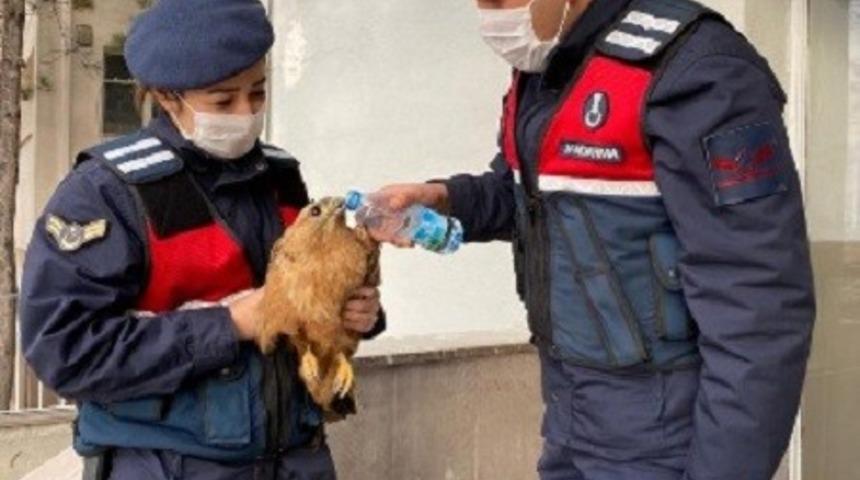 Yaralın şahin jandarma tarafından kurtarıldı