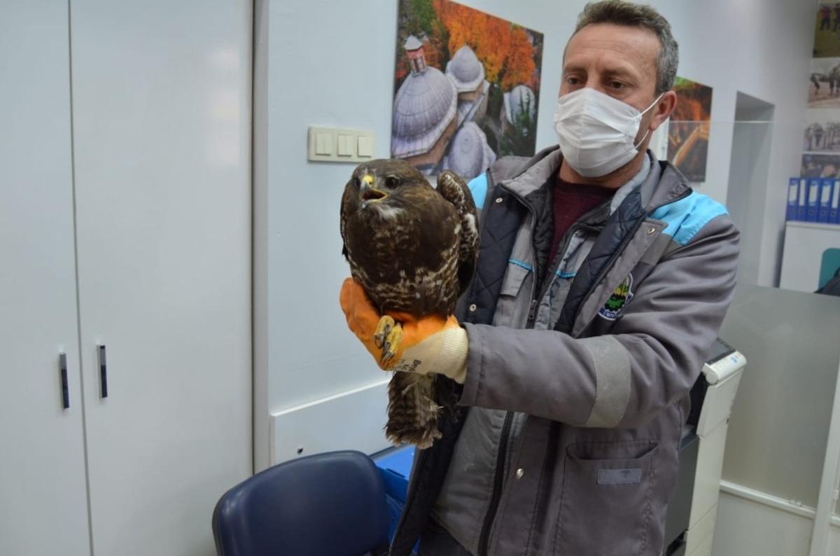 Yaralı şahine &ouml;nce vatandaş, sonra belediye sahip &ccedil;ıktı