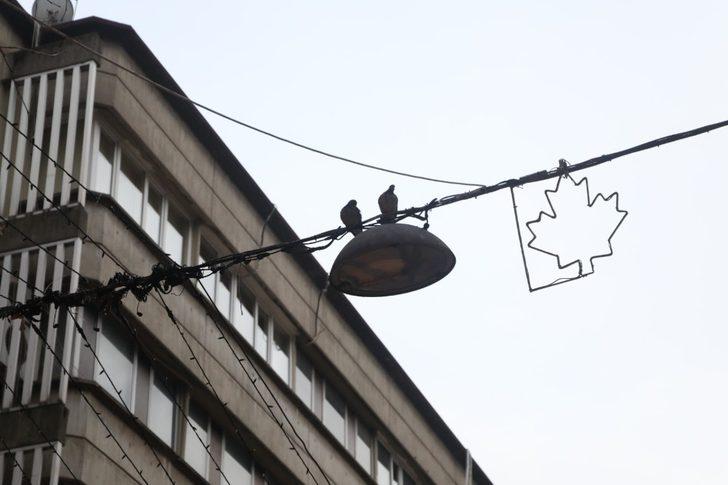 Fethiye Caddesindeki ağaçlar budanacak G3