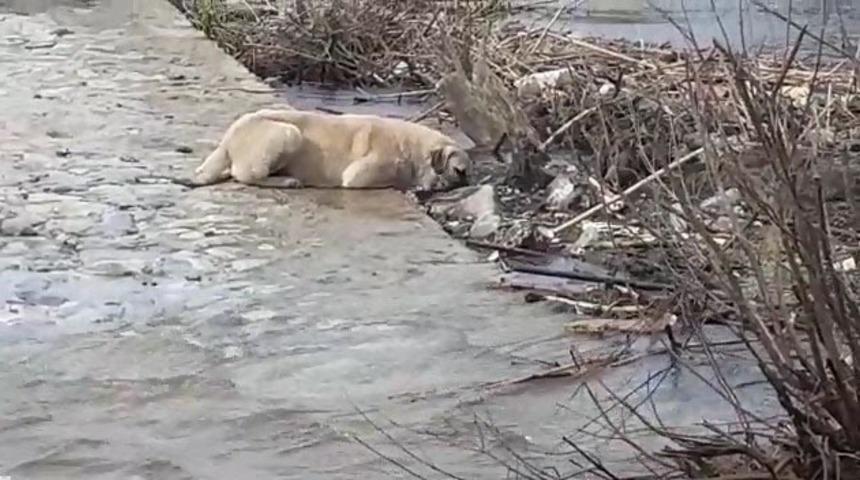 B&uuml;y&uuml;k Menderes Nehri&rsquo;nde kirlilik oranı 4'&uuml;nc&uuml; seviyeye ulaştı