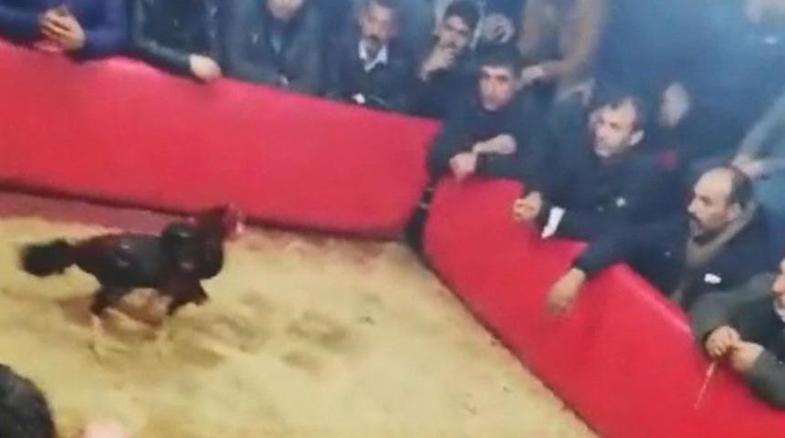 Şanlıurfa&rsquo;da horoz d&ouml;v&uuml;ş&uuml; baskınında 71 kişiye ceza kesildi