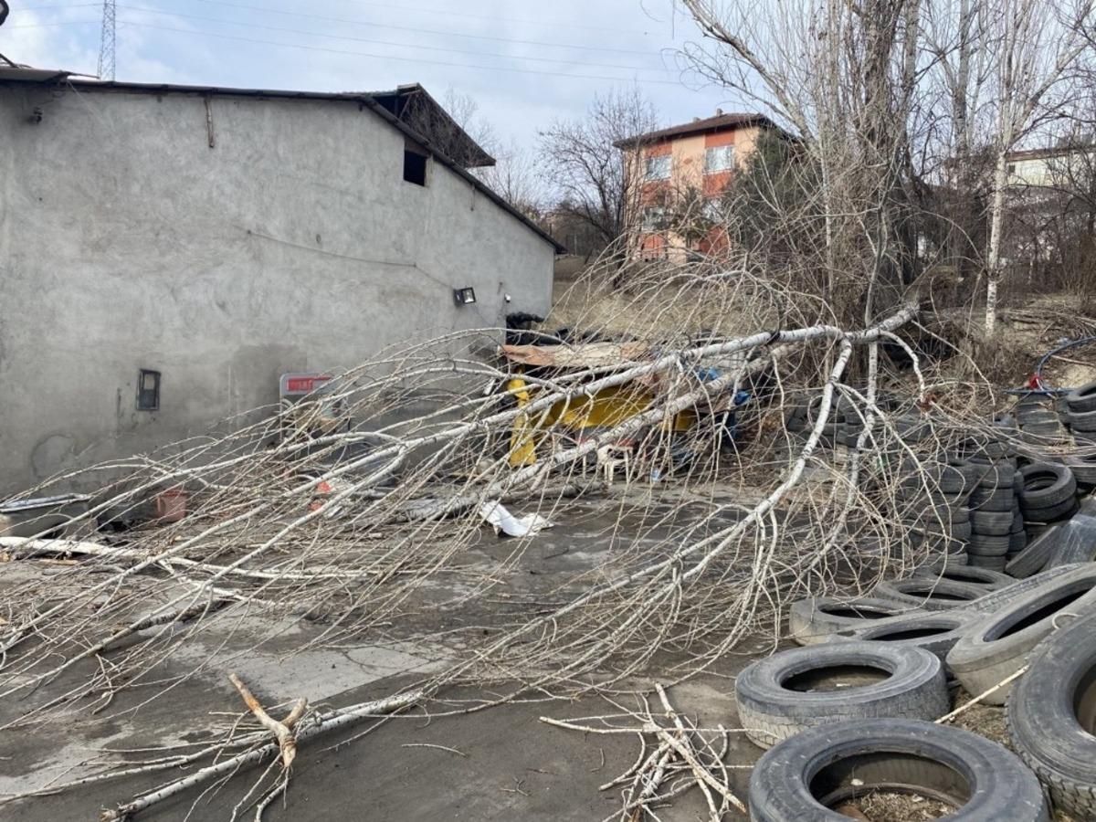 Şiddetli r&uuml;zgar ağacı k&ouml;k&uuml;nden s&ouml;kt&uuml;