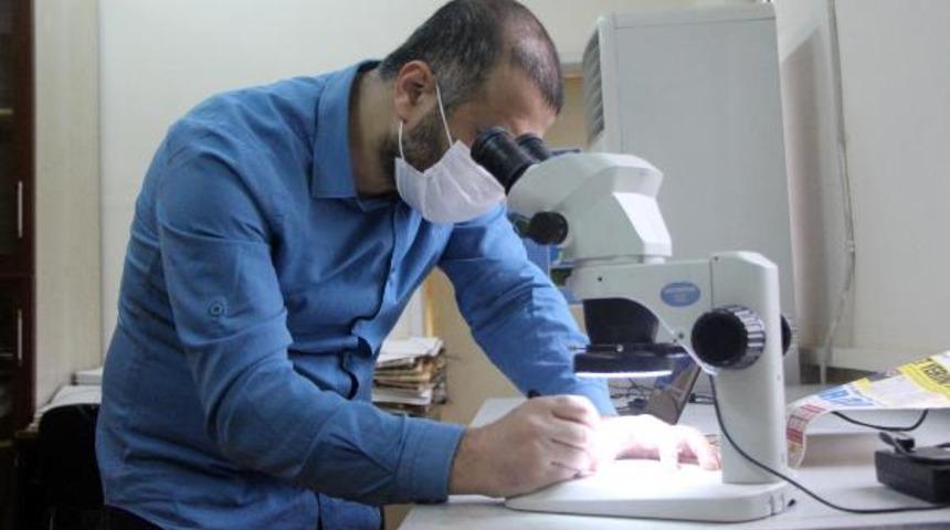 Bolu'da yeni bir bitki türü keşfedildi