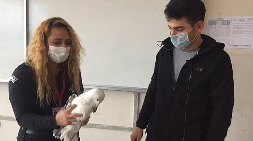 Misinaya dolanan martı, kurtarılarak tedavi edildi