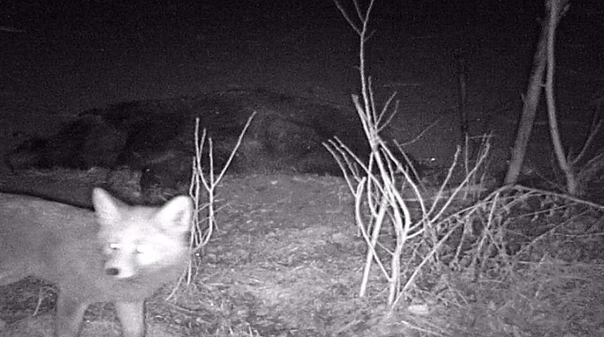 Tilki telef olan domuzla karnını doyurdu