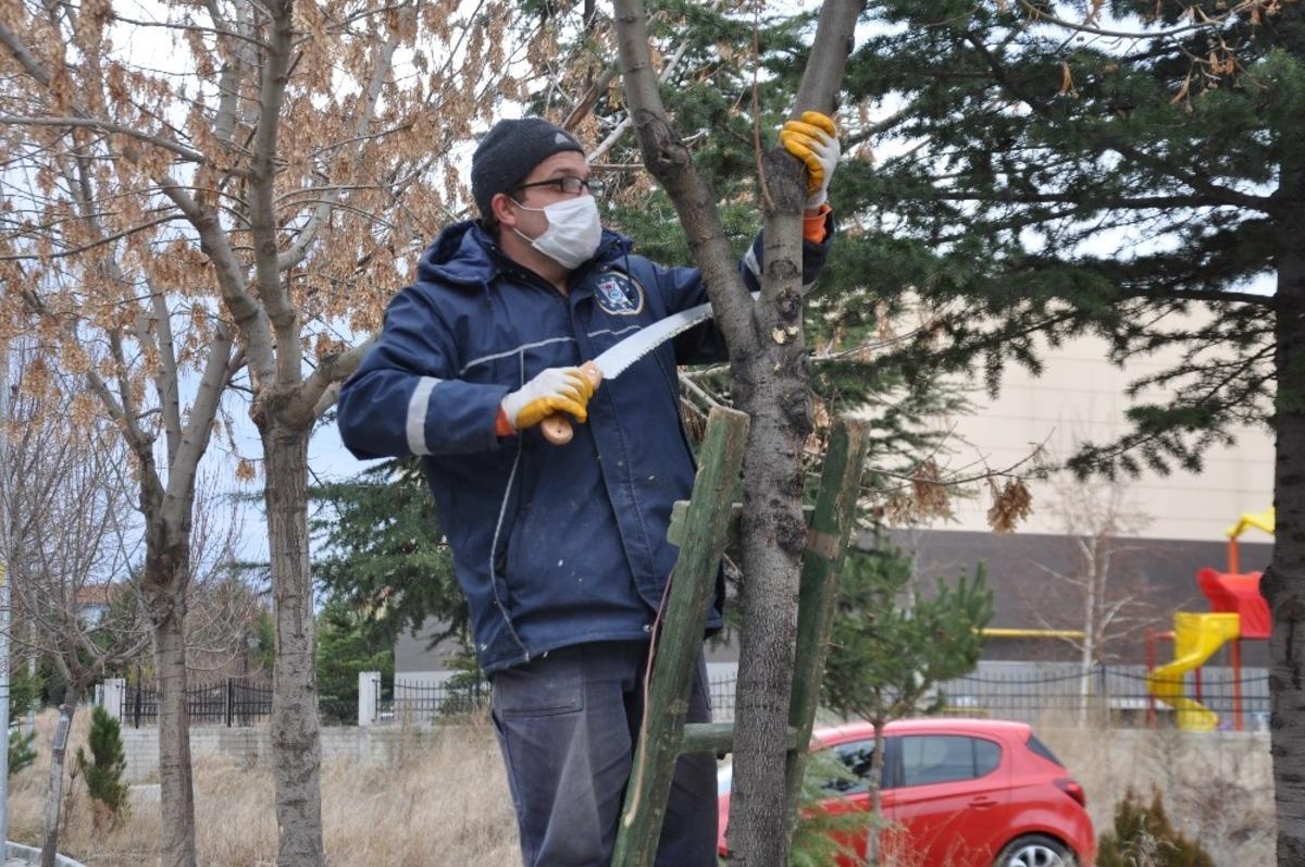Ağa&ccedil;lar budanıyor