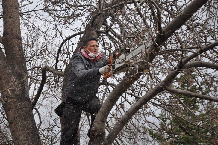 Ağaçlar budanıyor G3