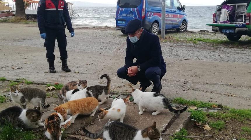 Erdek’te sokak hayvanları unutulmadı