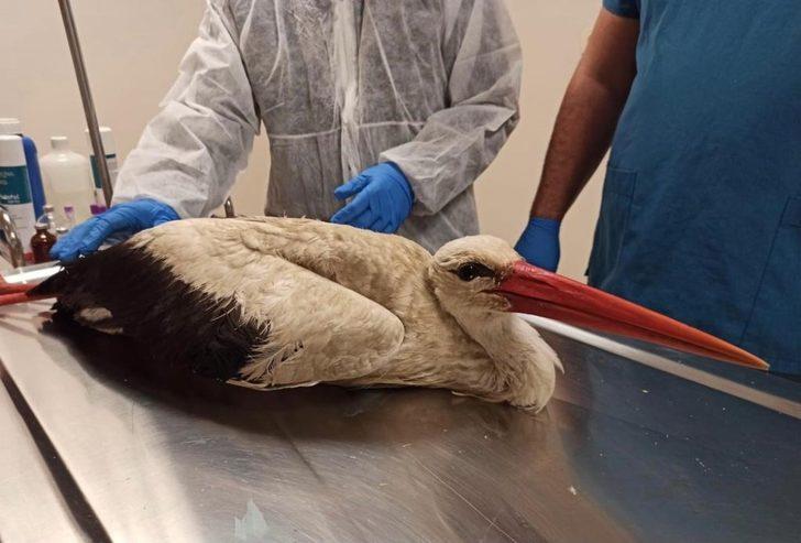 Avcıların yaraladığı leylek ile angut kuşu tedavi altına alındı G2