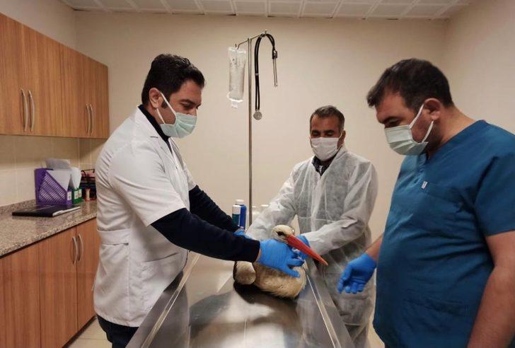 Avcıların yaraladığı leylek ile angut kuşu tedavi altına alındı G4