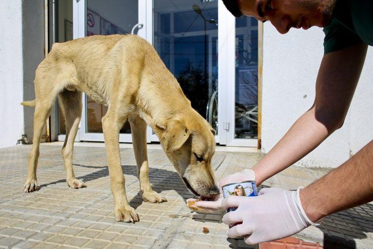 Maltepe Belediyesi 14 bin can dostunu tedavi etti G1