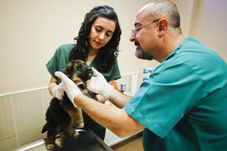 Maltepe Belediyesi 14 bin can dostunu tedavi etti G2