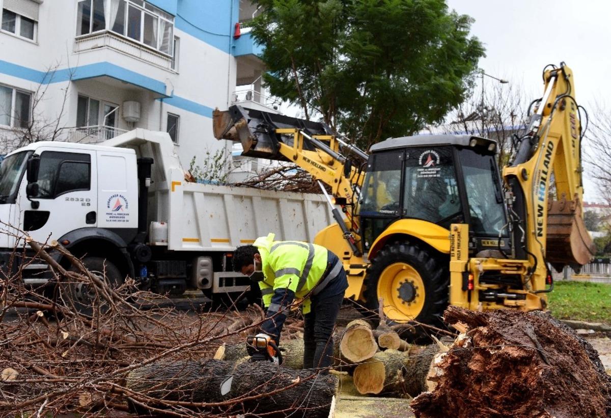 Fırtına sebebiyle devrilen dev  ağa&ccedil; par&ccedil;alanarak kaldırıldı