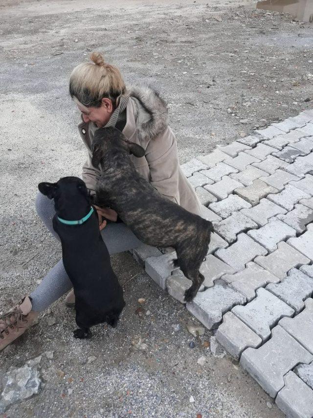 Köpeklerinin bulunmasını isteyen çift, vatandaşlardan yardım istedi