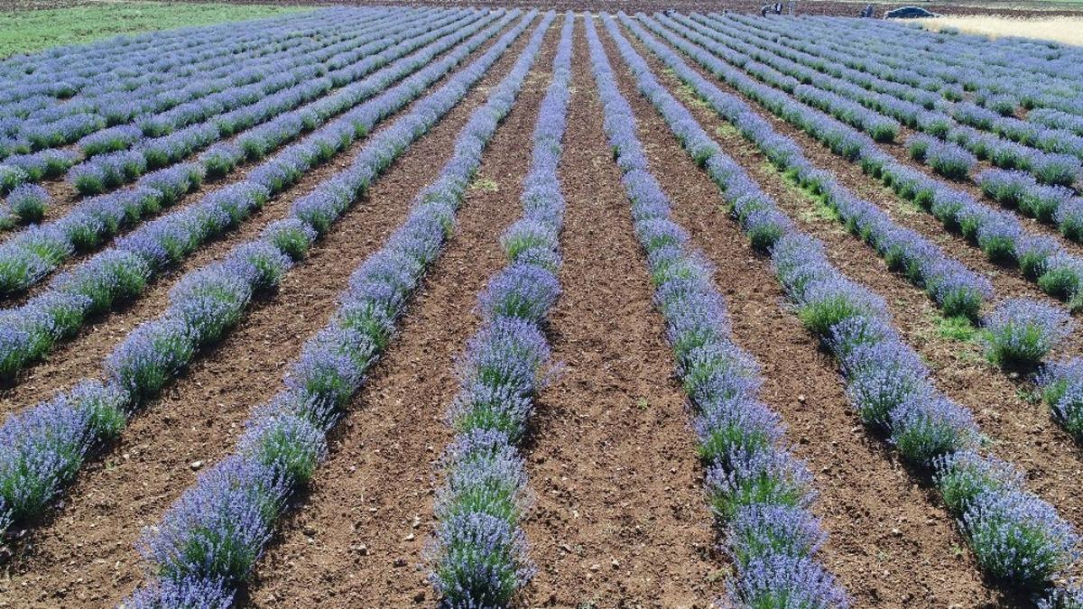 Konya&rsquo;da k&uuml;&ccedil;&uuml;k &ouml;l&ccedil;ekli sulama tesisleri ile tarım arazileri suya kavuşuyor