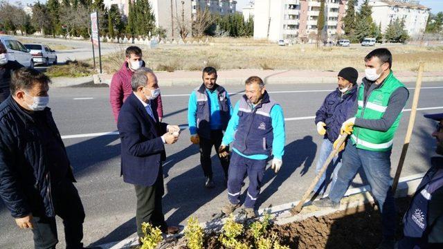 Başkan Kılınç, refüje çiçek dikti